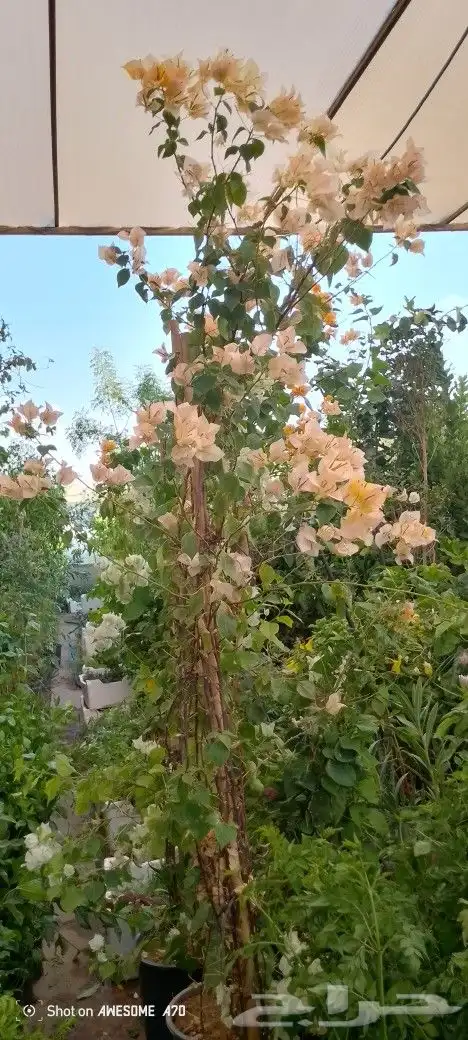 مشتل الزناتي للزراعه الاشجار والزهور والصيانات تنسيق حدائق 3