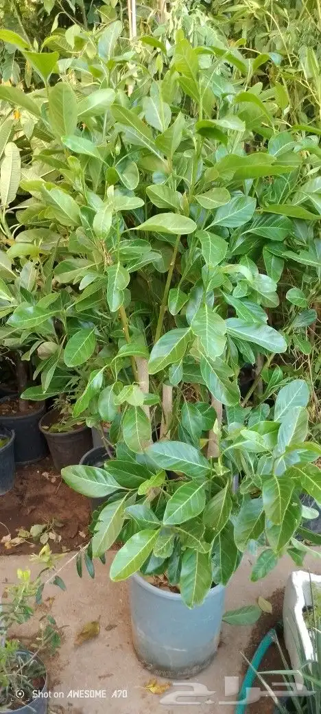 مشتل الزناتي للزراعه الاشجار والزهور والصيانات تنسيق حدائق 0