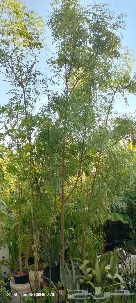 مشتل الزناتي للزراعه الاشجار والزهور والصيانات تنسيق حدائق 2