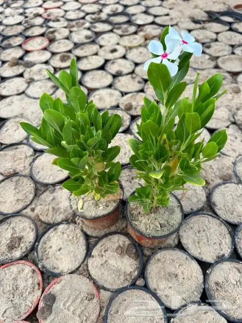 توريد وزراعة جميع انواع الاشجار الطبيعيه 4