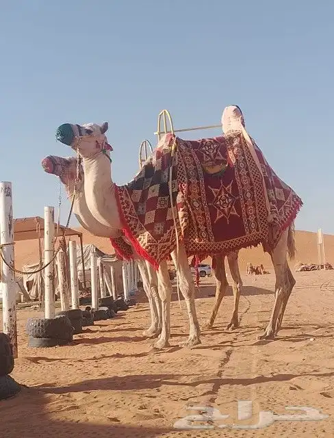 اجار جمال واخيول رحايل وراكبي 6