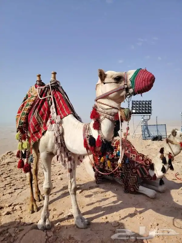 اجار جمال واخيول رحايل وراكبي 1