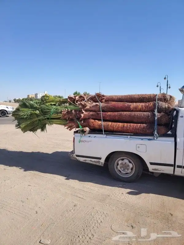 نخل القصيم المثمرة 2