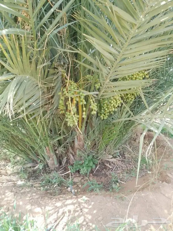 نخل القصيم المثمرة 9