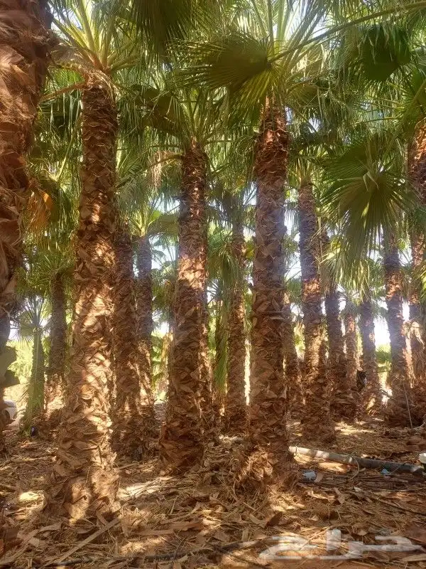 نخيل واشنطني للبيع من متر الى 12متر 1