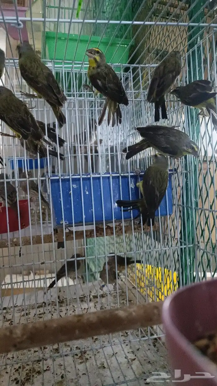 ياسمين طائفي و ياسمين افريقي او موزنبيقي 0