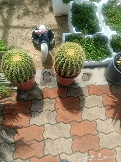 مزارع 7