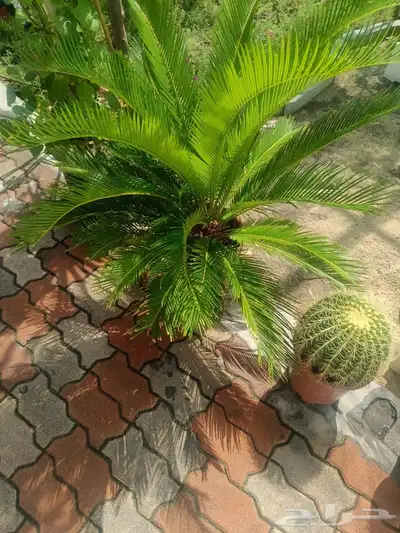 مزارع 8