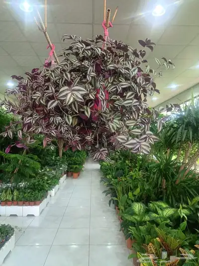مزارع 5