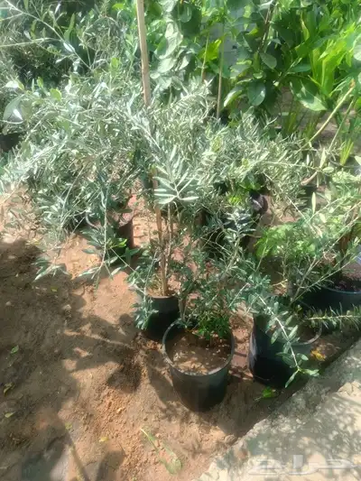 مزارع 9