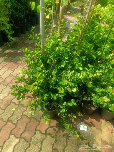 مزارع 6