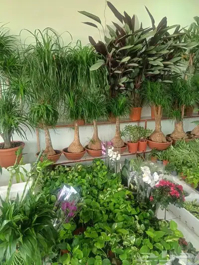 مزارع 4