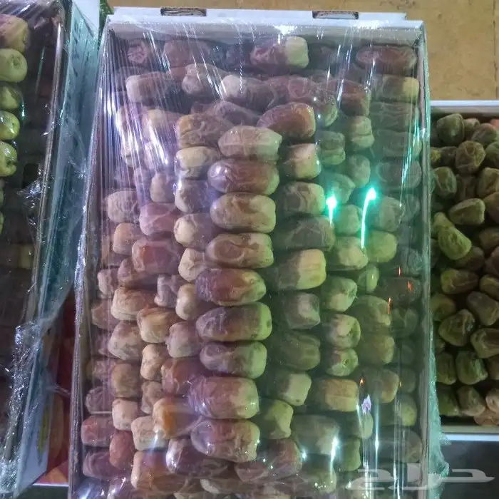 نخل القصيم المثمرة 4