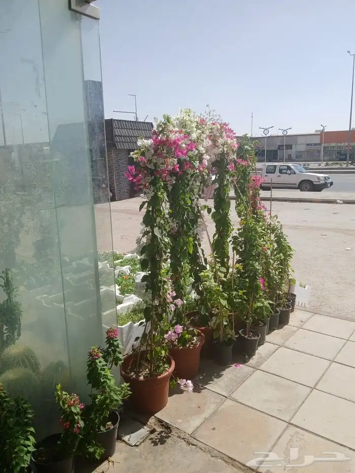 مشتل تنسيق الحدايق 1