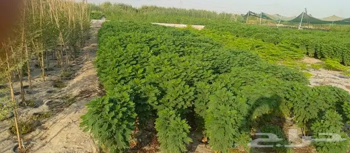 توريد وزراعة جميع انواع الاشجار الطبيعيه 5