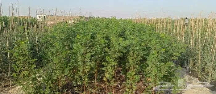 توريد وزراعة جميع انواع الاشجار الطبيعيه 6