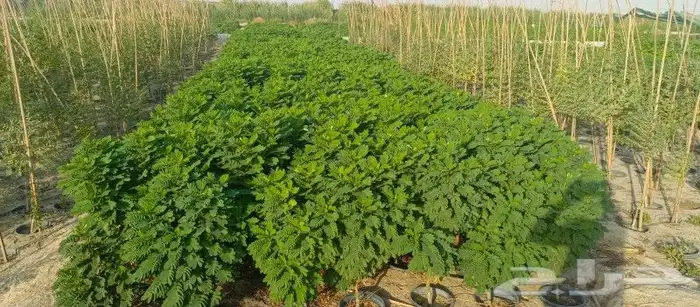 توريد وزراعة جميع انواع الاشجار الطبيعيه 3