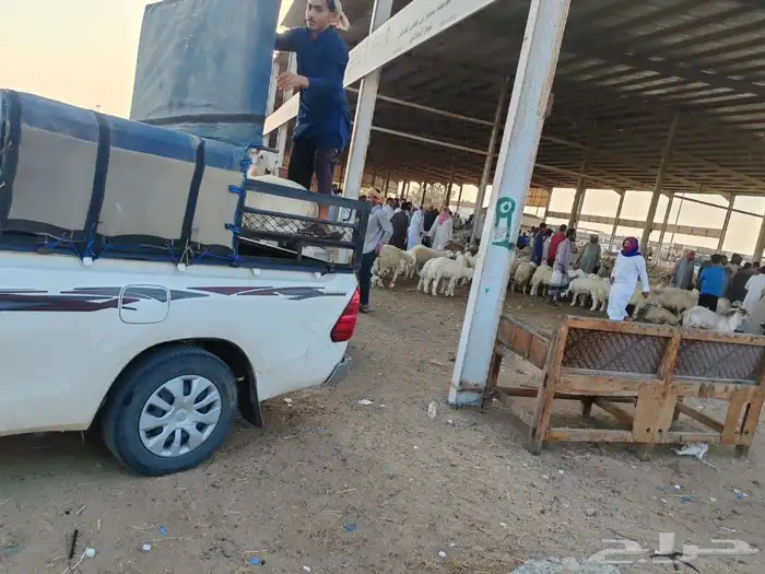 موصل غنم حلال غنم 1