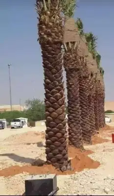 نخل زينه وشنطوني 3