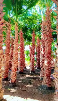 نخل زينه وشنطوني 6