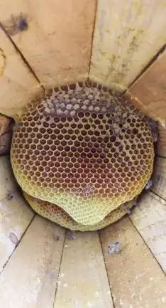 عسل بلدي طبيعي من ابها 1