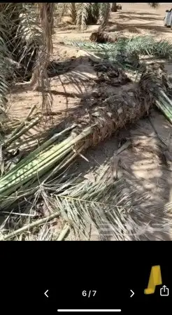 نخل زينه وشنطوني 4