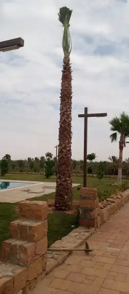 يوجد لدينا جميع انواع نخيل عربي ولا واشطن زينه امريكي 4