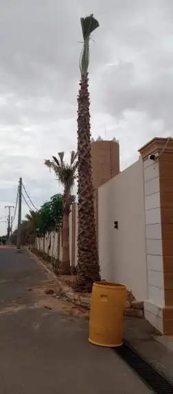 يوجد لدينا جميع انواع نخيل عربي ولا واشطن زينه امريكي 1