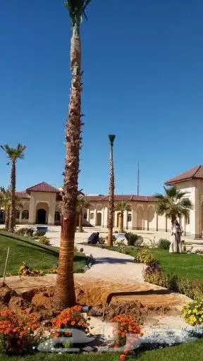 نخل زينه وشنطوني 5