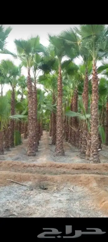 زراعة النخيل الوشنطن والأشجار الزينة وتعديل وتنظيف 2