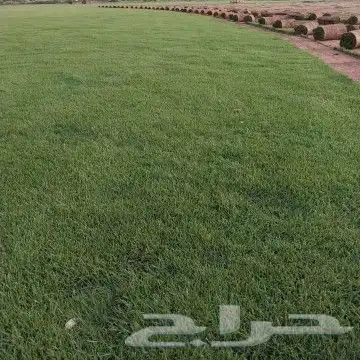مزرع الخرج لتيل 4