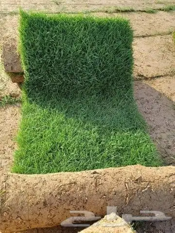 مزرع الخرج لتيل 2