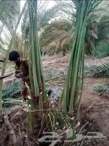 يوجد لدينا جميع انواع نخيل عربي ولا واشطن زينه امريكي 2