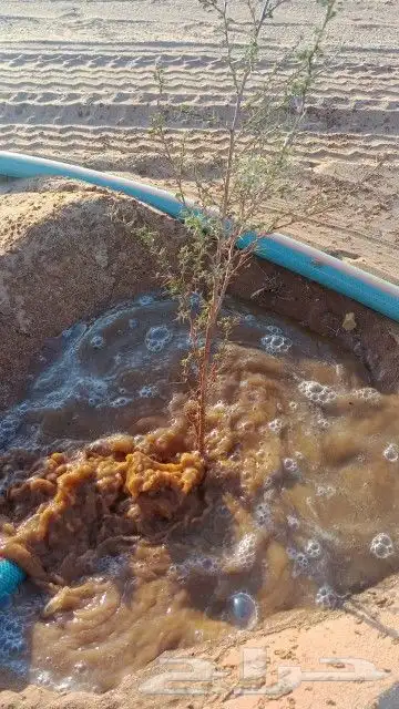 مقاول توريد وغرس الاشجار البريه 6