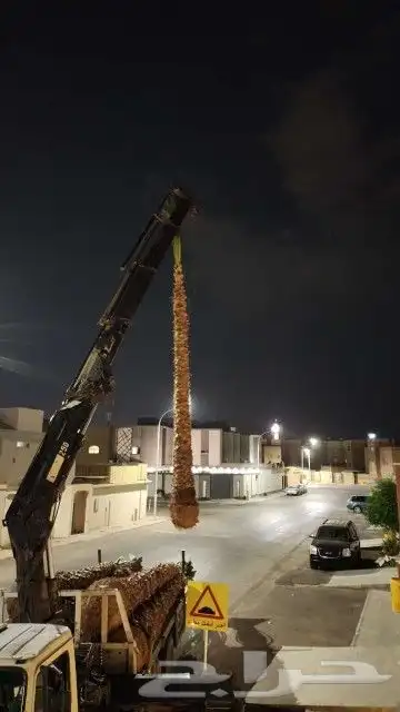 يوجد لدينا جميع انواع نخيل عربي ولا واشطن زينه امريكي 8