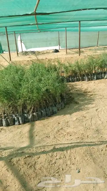 مقاول توريد وغرس الاشجار البريه 1