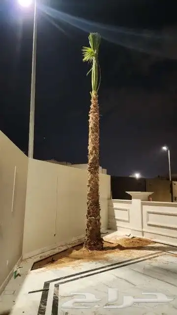 يوجد لدينا جميع انواع نخيل عربي ولا واشطن زينه امريكي 5