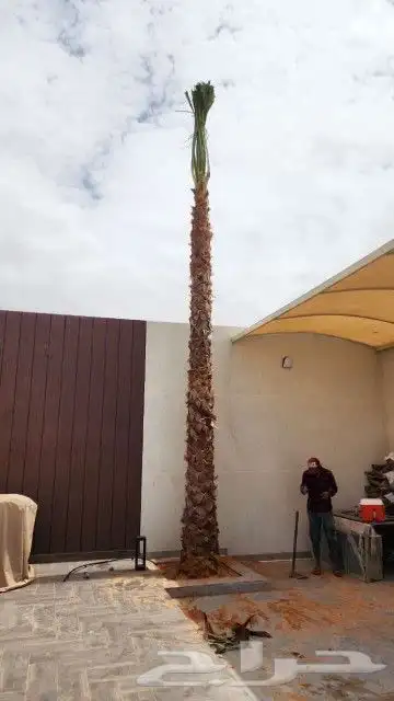 يوجد لدينا جميع انواع نخيل عربي ولا واشطن زينه امريكي 0