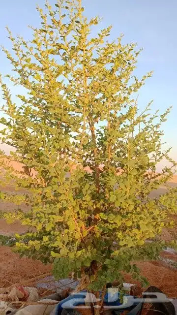 مقاول توريد وغرس الاشجار البريه 3