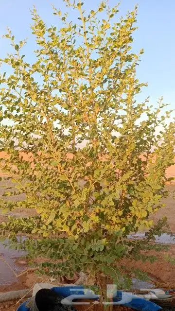 مقاول توريد وغرس الاشجار البريه 5