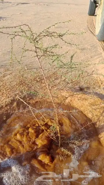 مقاول توريد وغرس الاشجار البريه 7
