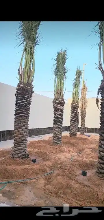 جميع انواع انخيل 7