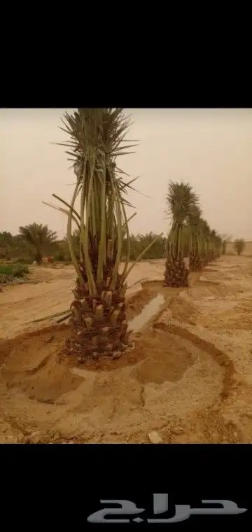 جميع انواع انخيل 6