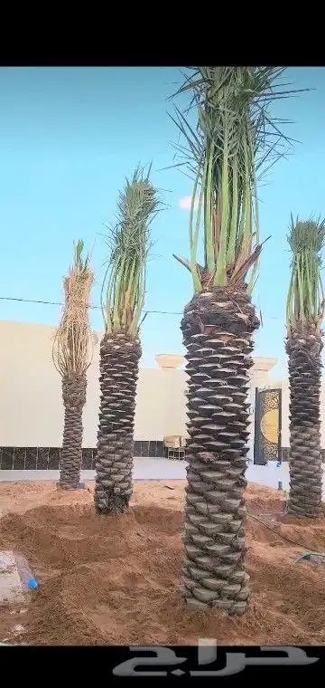 جميع انواع انخيل 4