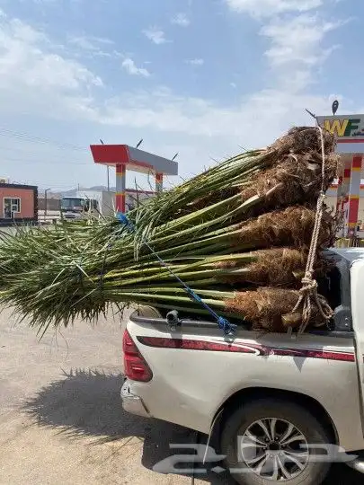 يوجد لدينا جميع انواع نخيل عربي ولا واشطن زينه امريكي 6