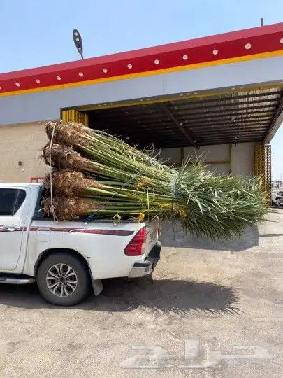 يوجد لدينا جميع انواع نخيل عربي ولا واشطن زينه امريكي 7