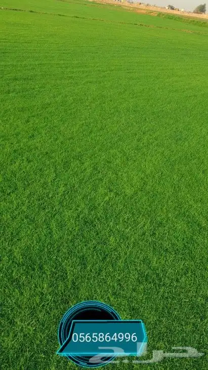 ثيل طبيعي نجيله نجيل 6