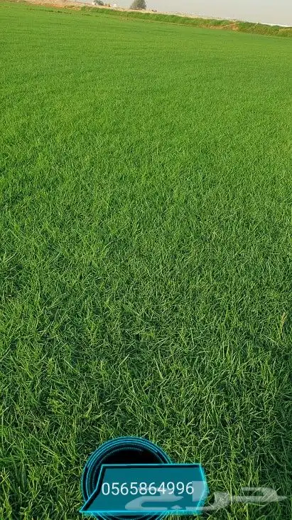 ثيل طبيعي نجيله نجيل 7