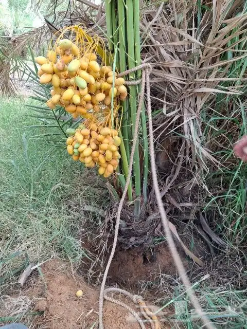 يوجد لدينا جميع انواع نخيل عربي ولا واشطن زينه امريكي 3