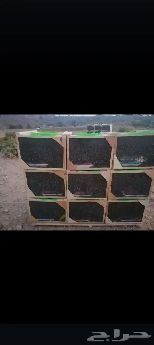 نحل مصرى وخلايا للبيع 4
